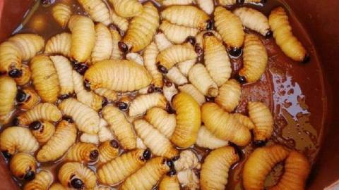 一棵树加一把斧头就可以找到的营养早餐