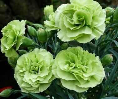 绿色康乃馨的图片是什么