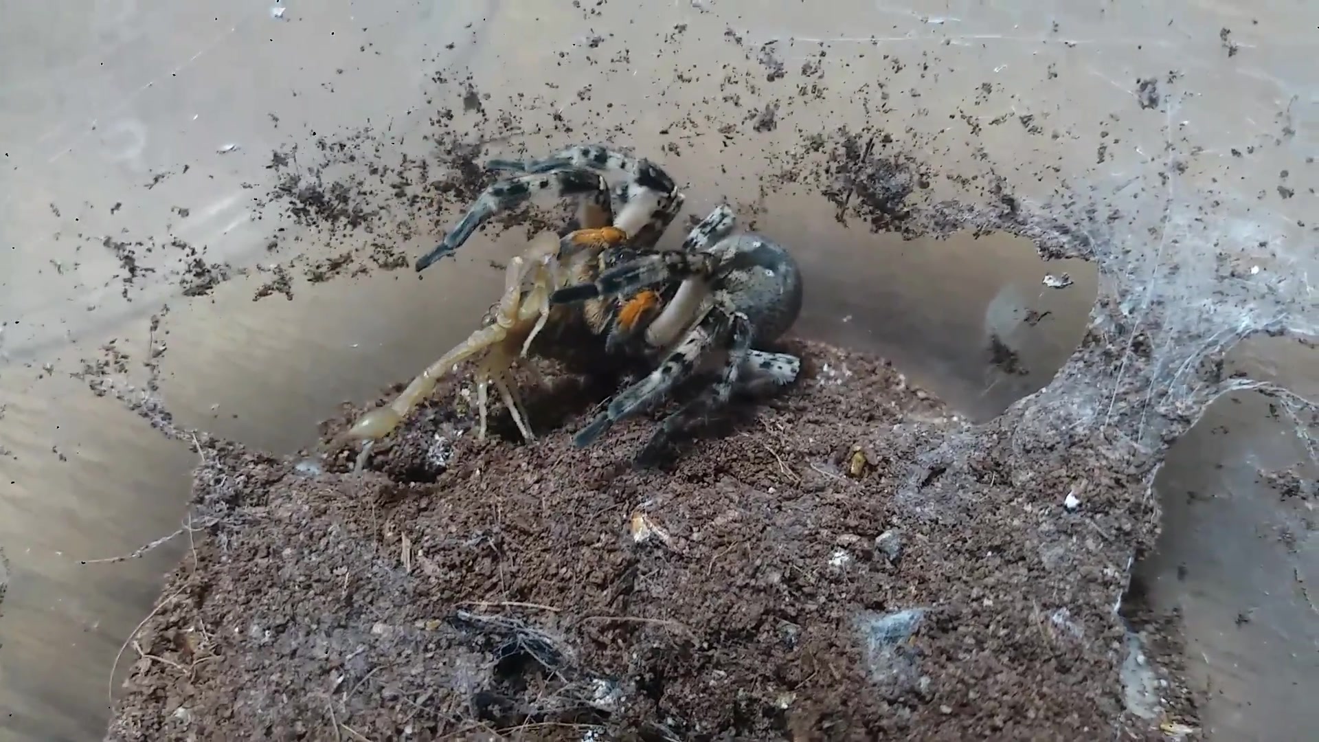 中华狼蛛瞬间击杀东亚钳蝎