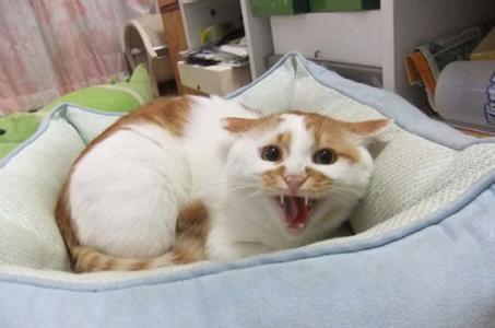 小猫换环境为什么老是叫啊?
