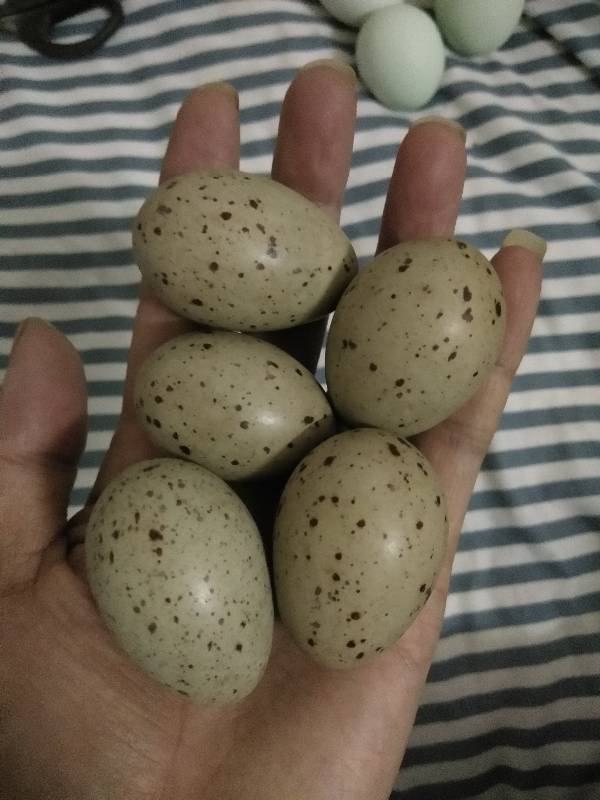 这是什么蛋,别人山上捡的,但绝对不是鹌鹑蛋,比鹌鹑蛋大好多