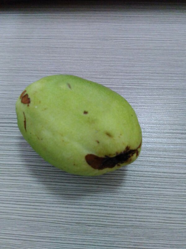 湖南湘西这边称为木瓜,但问度娘,木瓜都是海南的那种木瓜,请问这个又