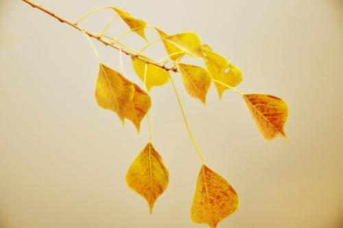 风吹树叶和树枝是什么声音