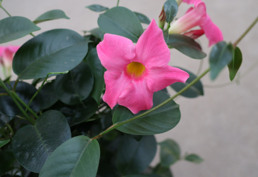 飘香藤有毒吗?适合在家里养吗?