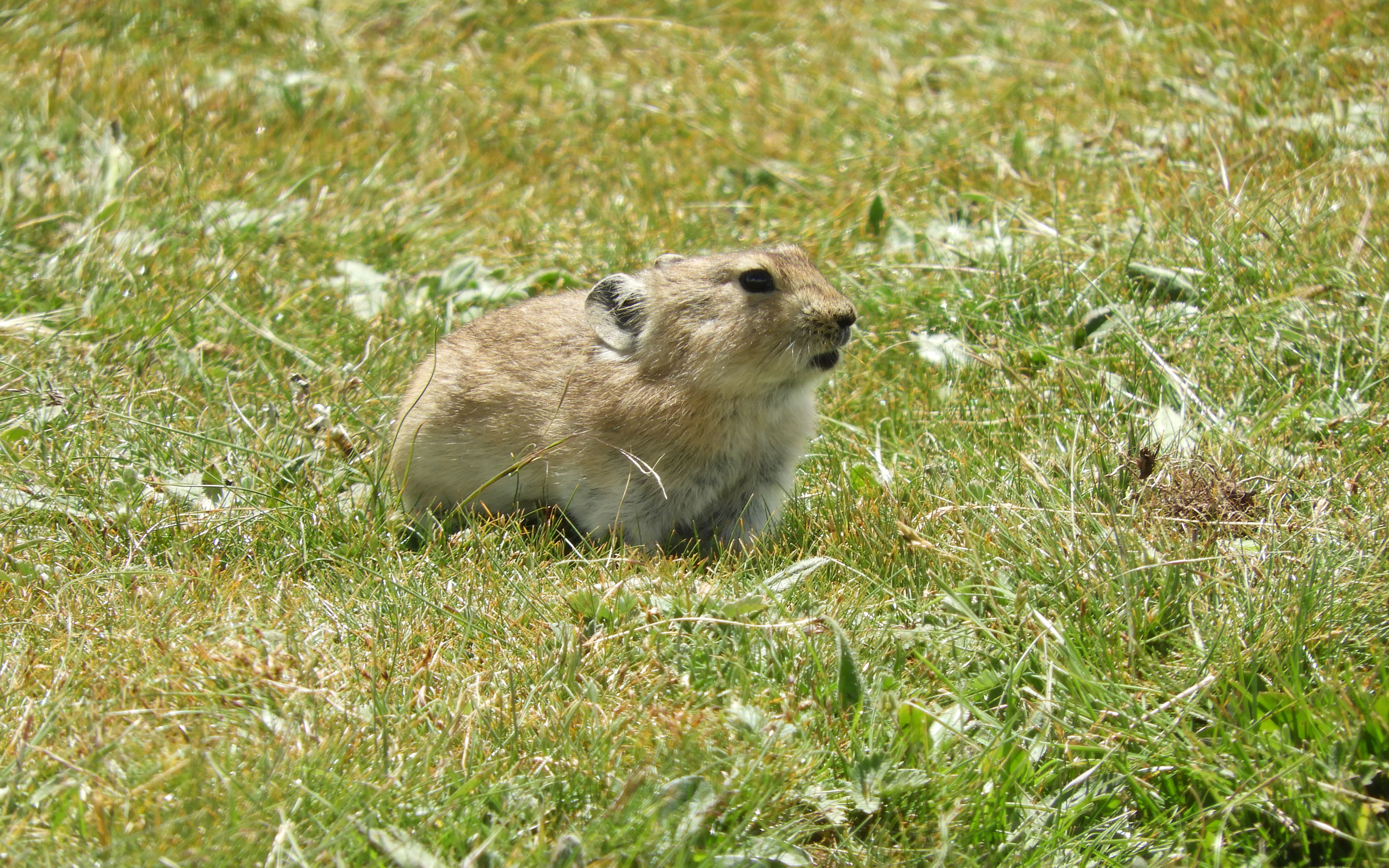 【高原鼠兔】高原上食物链底端的小可怜