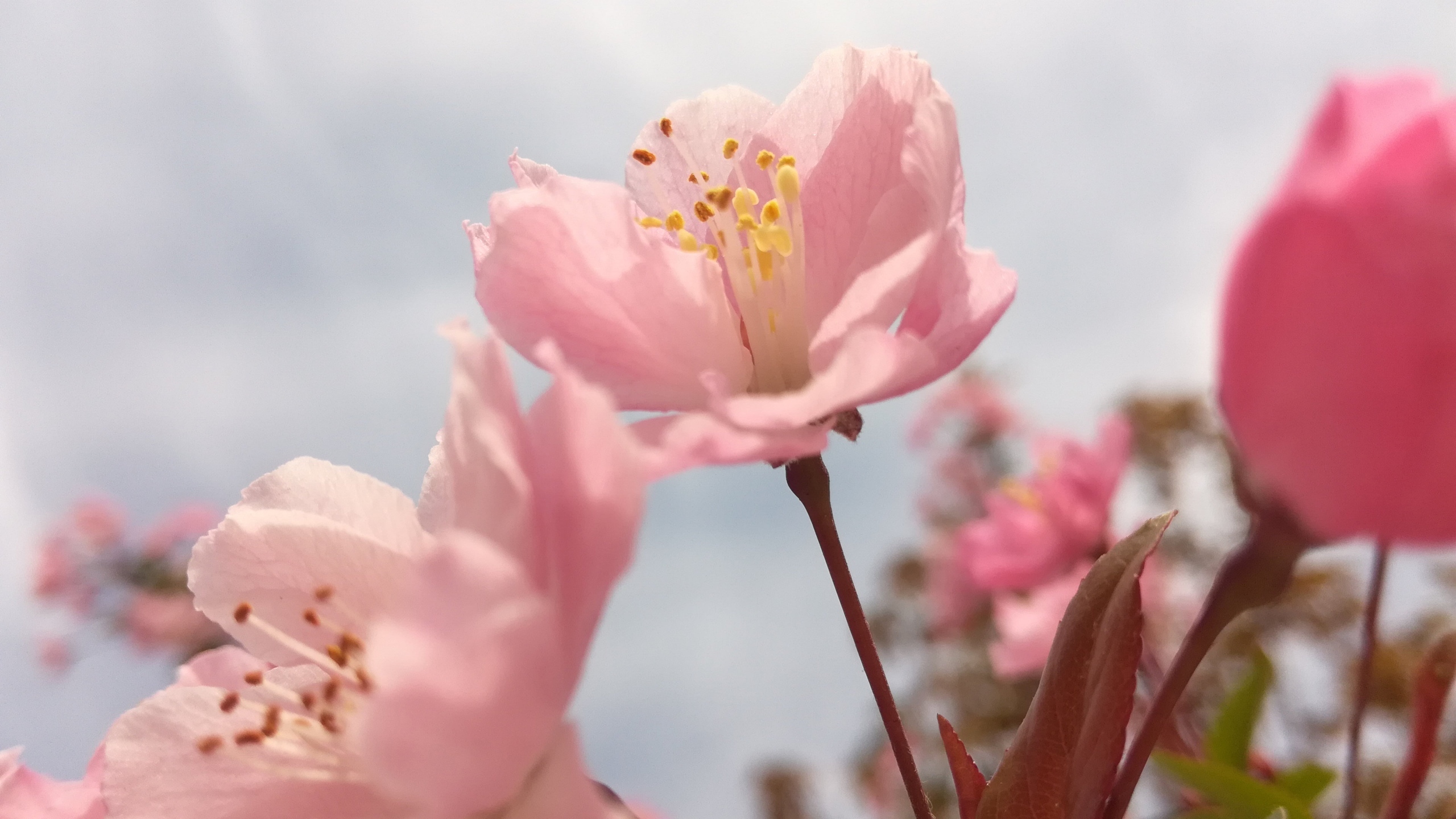 高清粉色桃花图片[图9]