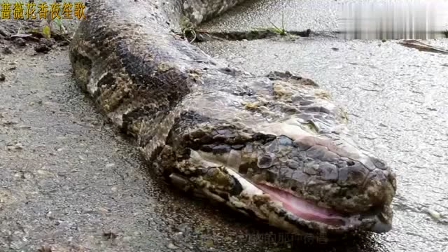 实拍,鳄鱼被蟒蛇吞进肚子里,随后鳄鱼又自己爬了出来