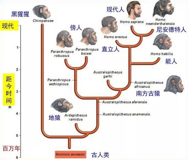 主流科学家为什么很少使用达尔文进化论呢?