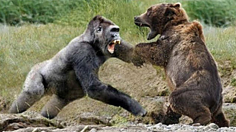 400斤银背 大猩猩单挑500斤的 棕熊,实力不济遭吊打,镜头拍下全过程!