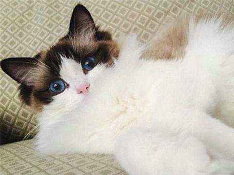 成年猫一天吃多少猫粮