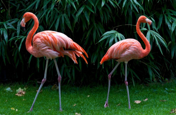 扩展资料: 生活习性: 喜欢结群生活,往往成千上万只,在非洲的小火烈鸟