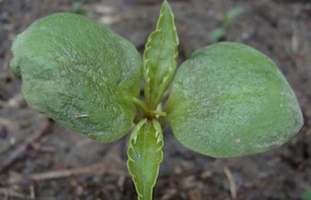 鳳仙花的生長過程圖解