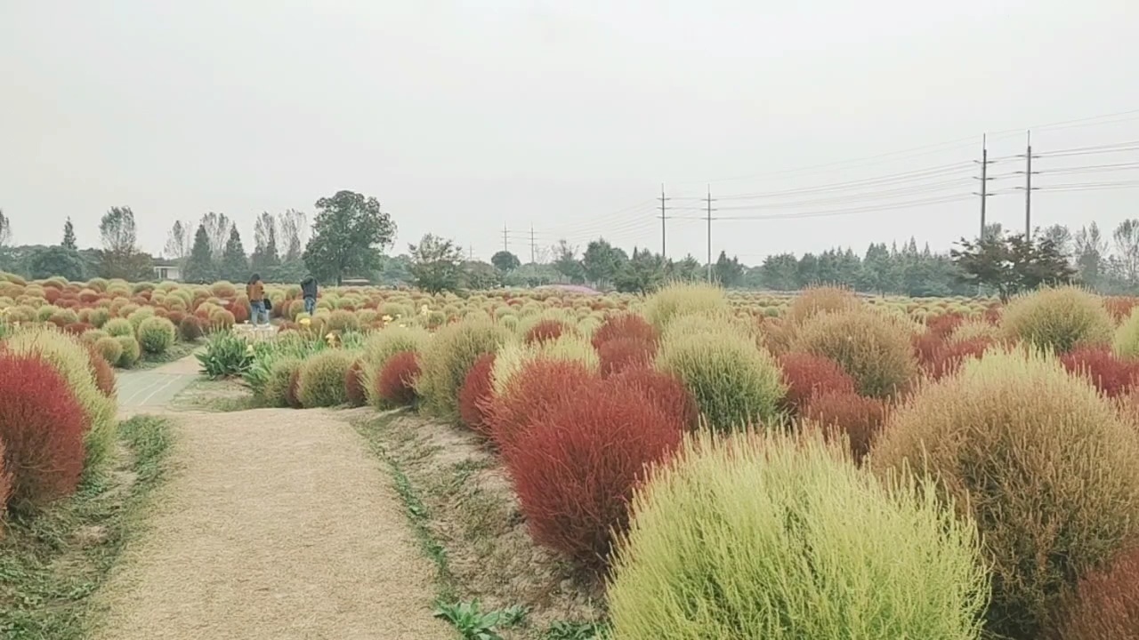 [图]上海金山区 花开海上