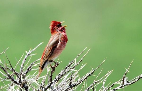 荆棘鸟是什么样子?有图片?