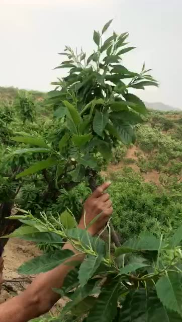 安老师指导栗树夏季修剪