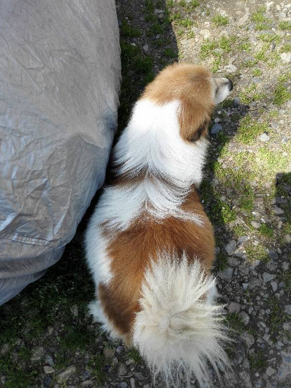 求兽医,救救我家狗狗,如图,肚子左右鼓鼓的,硬硬