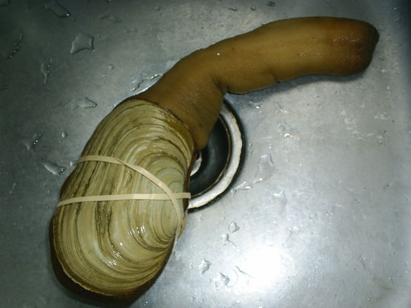 生吃象牙蚌的切法式