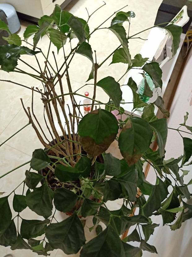 幸福树是不是死了