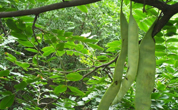 什么叫皂壳树?有树苗吗?