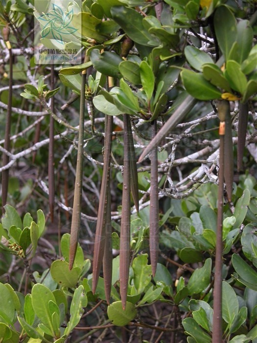 胎生植物有哪些,胎生植物趣图欣赏