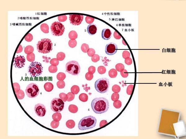 葡萄糖进入红细胞的运输方式为什么是协助扩散