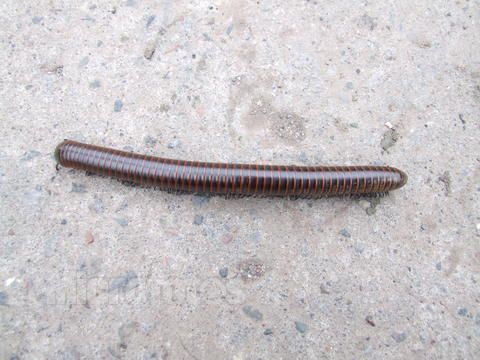 有一种硬壳多足像蜈蚣的虫子,碰下就卷起来的