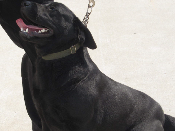 给狗狗取什么名字霸气又拽?