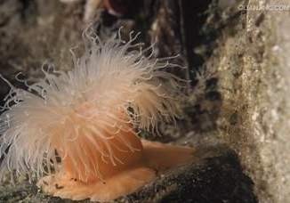 类似象牙蚌上面又有朵花的东西是什么