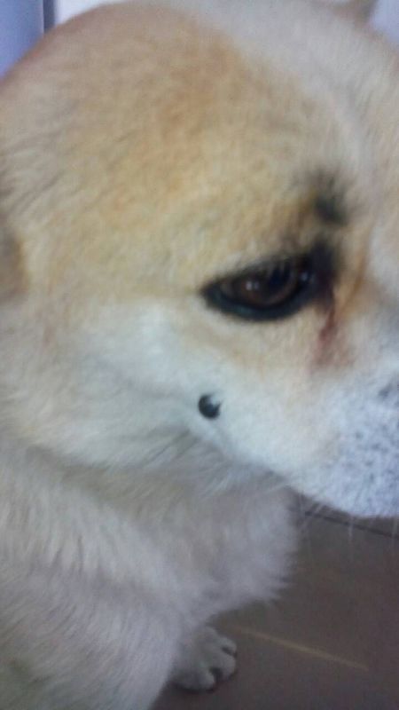 狗狗今天早上脸上长了一个黑色的痘痘,现在已