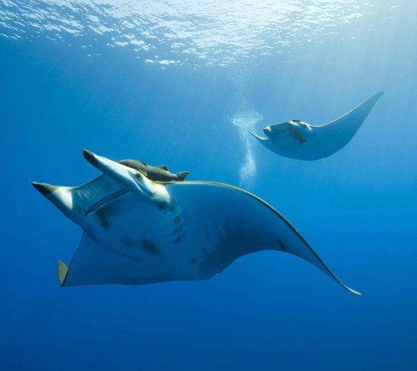大西洋的前口蝠鲼(manta birostris)是本科中最大种类,宽可达7米(23