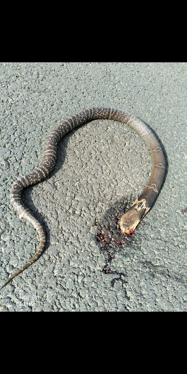 06 草腹链蛇(学名:amphiesma stolata)为蛇亚目游蛇科腹链蛇属下的一