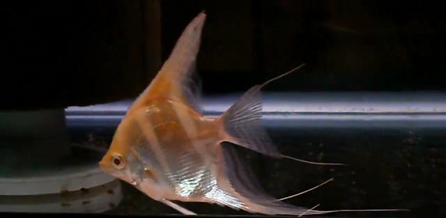 白化斯卡神仙鱼——少见的 燕鱼个体