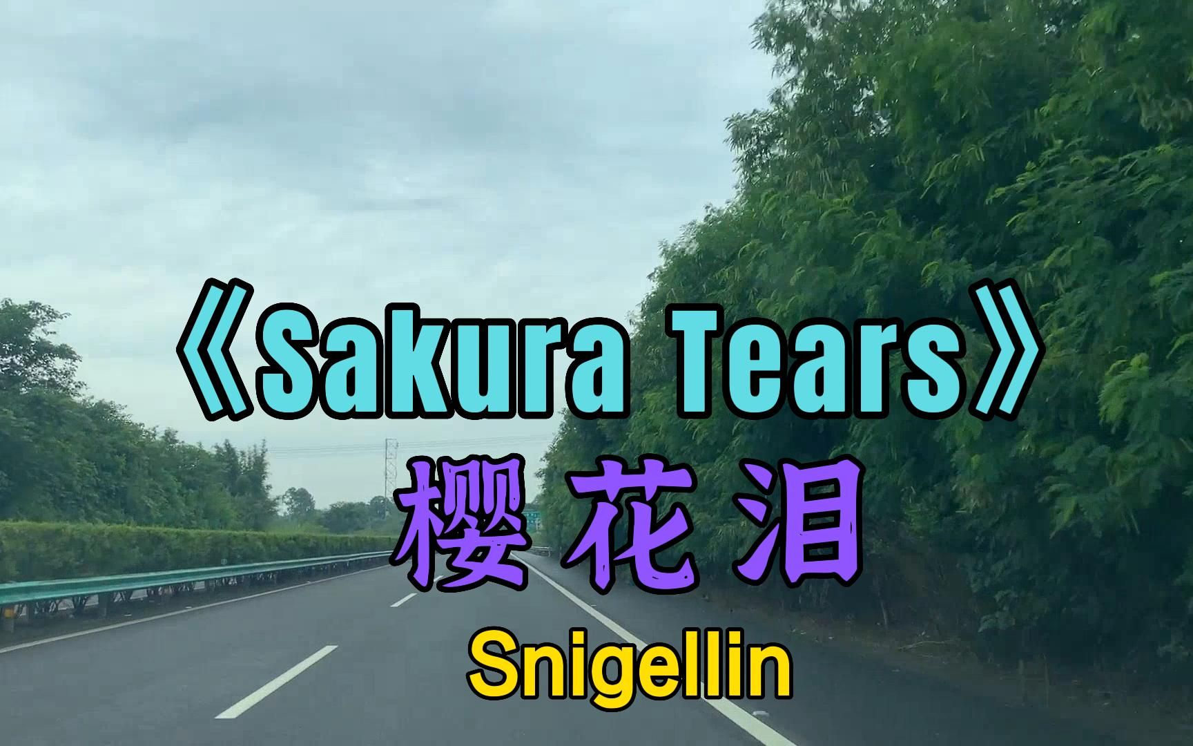 [图]纯音乐《Sakura Tears》樱花泪