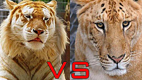 "最强杂种"狮虎兽vs b>虎狮兽 /b>,见面开撕,谁才是真正的百兽之王!