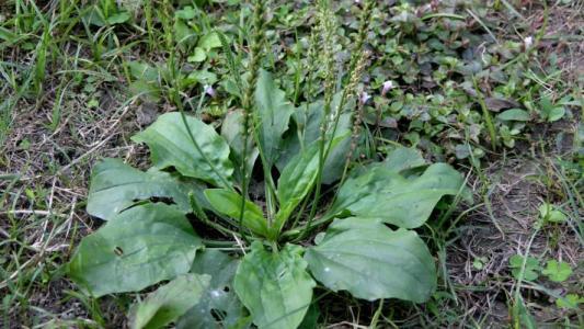 车前草和金钱草的样品图片