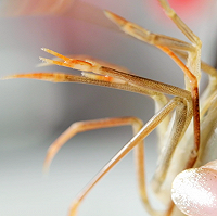 冰冻黑虎虾怎么做好吃?