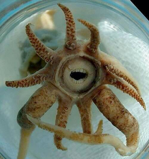 墨鱼也叫乌( )是1个字.第一名给采纳