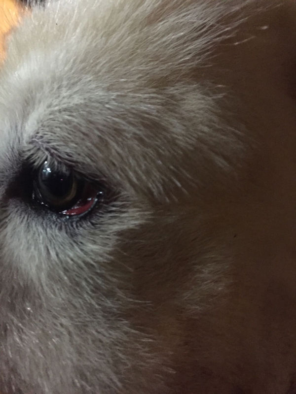 狗眼睛充血红肿怎么回事啊?早上起来发现的!昨