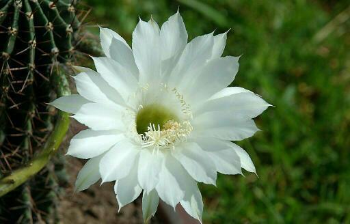 摩羯座向来都是特别坚韧的,不管是做事,还是对待自己的感情,都是持之