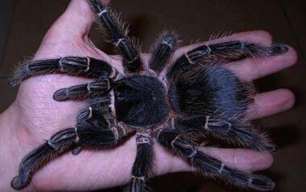 五毒之争, 巴西巨人 所罗门捕鸟蛛