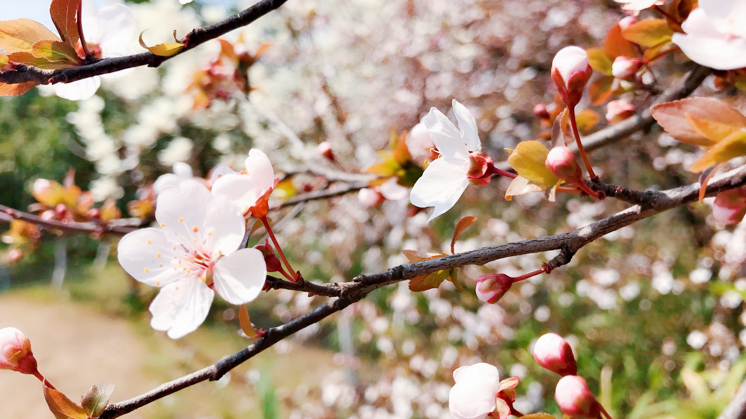 高清桃花花卉桌面壁纸[图2]