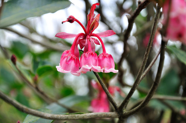 南宁大明山的灯笼花究竟是什么科属的花?学名是什么?