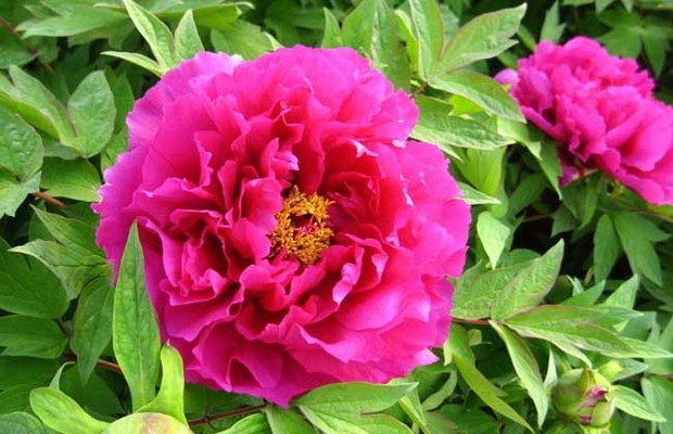 贵州种植什么药材最赚钱