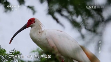 [图]纪录片《放飞朱鹮》第一集 谢猛配音 梵曲配音