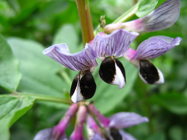 "蚕豆开花"打一词语是什么?