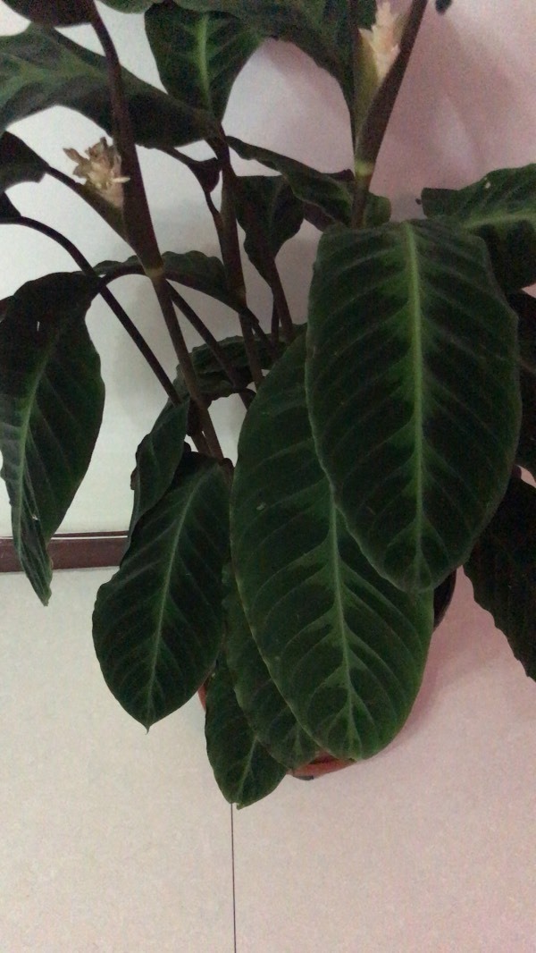 天鹅绒竹芋叶子耷拉怎么办?(备注:北方养殖,室内温度20,没有暴晒