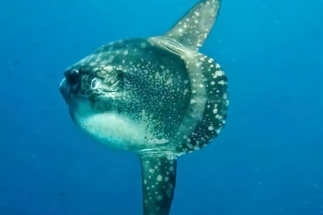 世界上 最大的硬骨鱼,皮肤强劲有力, 嘴巴却出奇的小