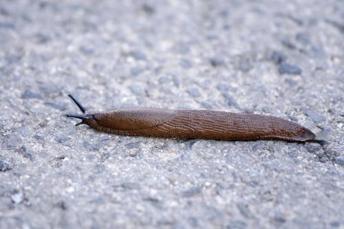 蜗牛和没壳(蛞蝓还是叫鼻涕虫)的有什么区别?