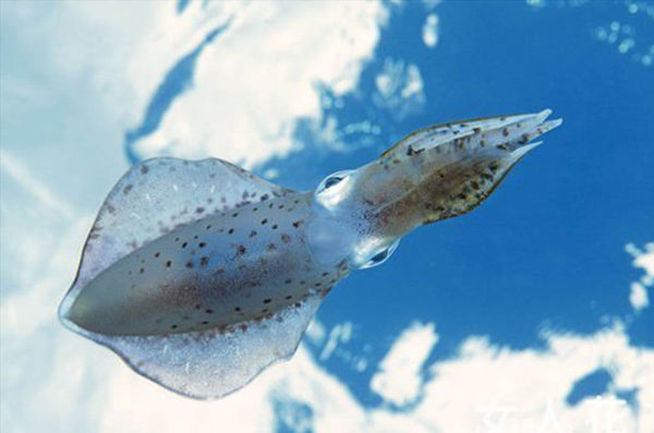 乌贼,墨鱼,章鱼和鱿鱼有什么区别?最好有贴图说明