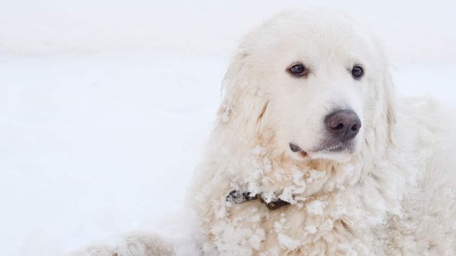 人类的朋友,雪地中的精灵, 大白熊犬